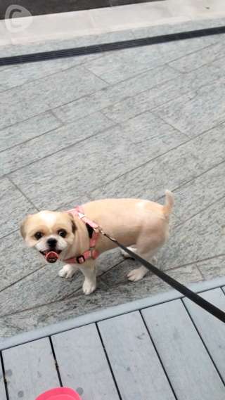 恵比寿でわんちゃんとランチデート❤【dot. Eatery and Bar】