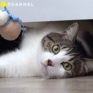 貓奴們快看過來 用襪子做兔子來討陛下歡心