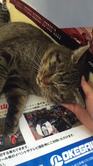 埼玉県桶川市にあるサーキット！話題の桶川猫と大好きな桶川ママカレー！