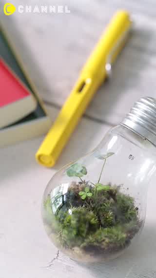 植物をとじこめた♡電球テラリウム