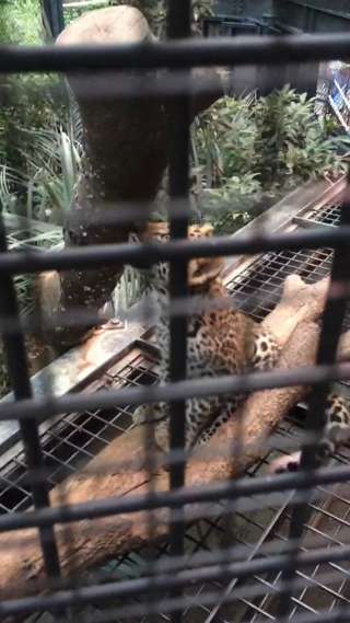 【MiZucchini】ヒョウベビー♡福岡市動植物園