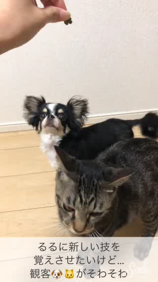 るるに新技を！