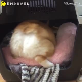 世界等級翹臀！柯基屁屁扭動排行榜