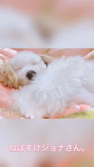 これでも起きない！？ねぼすけジョナさん。