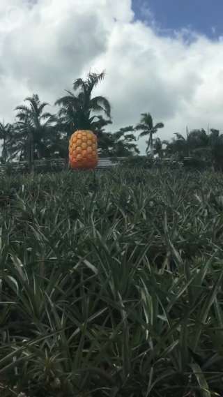 【明石さきこ】沖縄にある名護パイナップルパーク♪