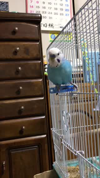 撮られてるのに気づくとスパイダーマンのように寄ってくるインコ