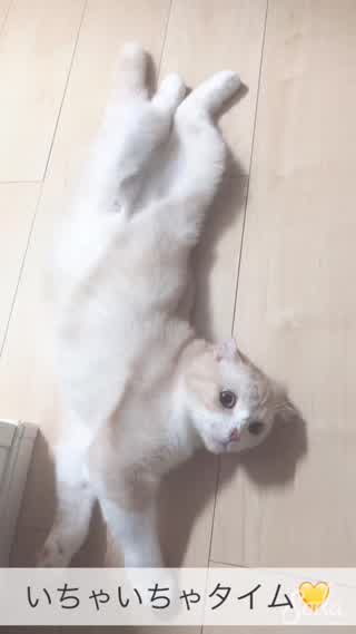 カメラに気付いたるる🐱