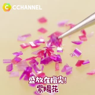 盛放在指尖！紫陽花