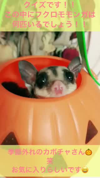 珍ペット♡フクモモちゃんは何匹だ！