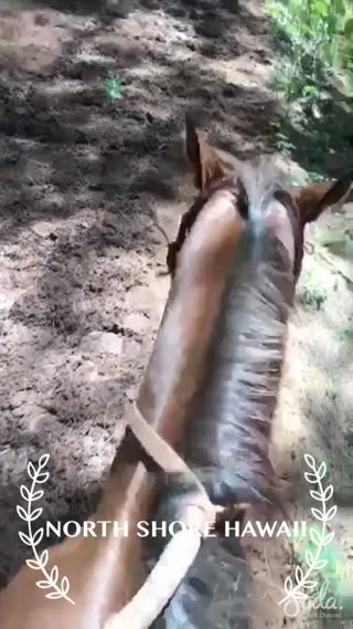 NORTH SHOREで乗馬体験！