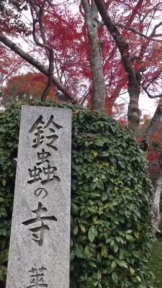 紅葉も綺麗！開運・縁結びなどお願い事をするなら京都・鈴虫寺へ♪