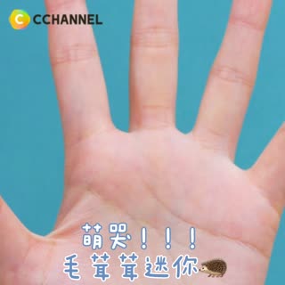 萌哭！！！毛茸茸迷你刺蝟🦔