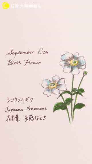 9月6日の誕生花 シュウメイギク C Channel