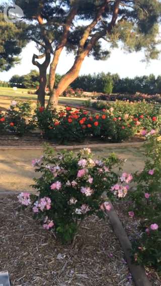 休日のおさんぽにぴったり♡ひたち海浜公園♪