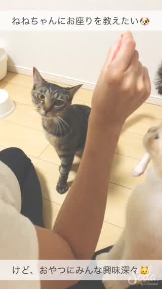ねねちゃんも芸を取得したい！