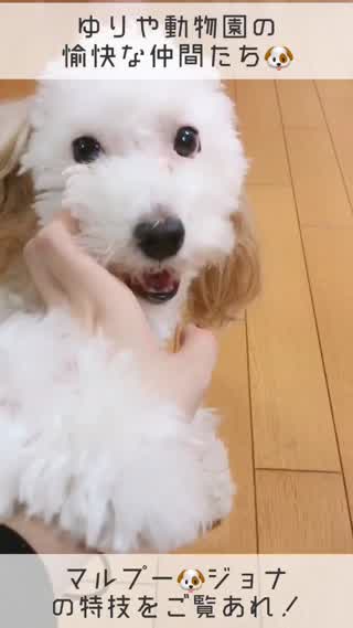 マルプー☆ジョナの特技！！