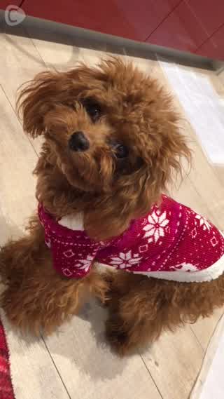 韓国で買った激安わんこ服！！