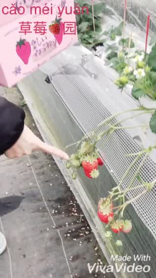 【TRAVEL+中国語】ー【イチゴ狩り】ー草莓