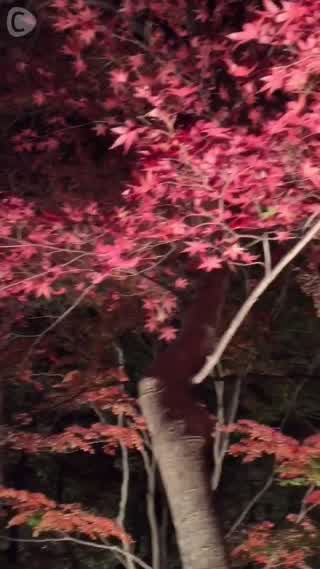 秋の醍醐味！紅葉を見ながら川下り&ライトアップ鑑賞@埼玉県秩父郡☆