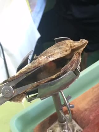 【賢島(かしこじま)】真珠のでき方を目の前で！！