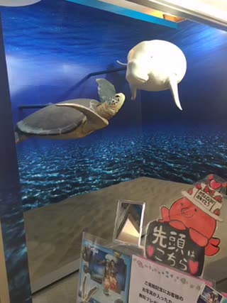 無料で記念撮影？？！鳥羽水族館＼(^^)／