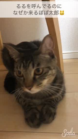 ぽぽ太郎がやってくる