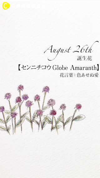 8月26日の誕生花 センニチコウ C Channel