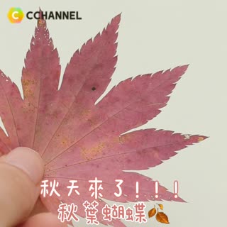 秋天來了！！！秋葉蝴蝶🍂