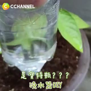 是寶特瓶？？？澆水器ＤＩＹ
