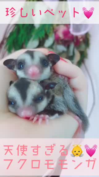 珍ペット！？フクロモモンガ！！