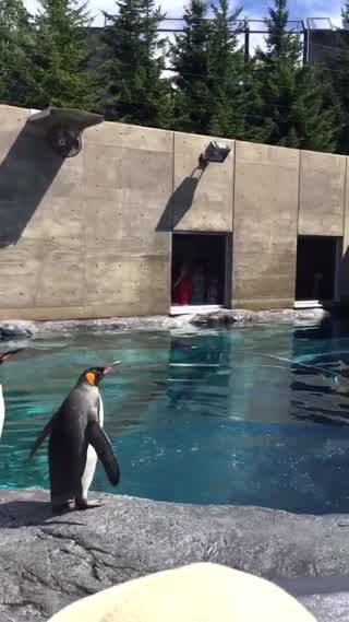 夏の旭山動物園にいってきました!!