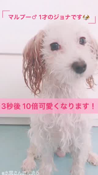 ぼくはジョナC CHANNELのアイドルになりたいんだっ