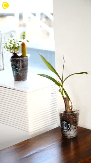 スタバのカップがおしゃれなインテリアに変身♡