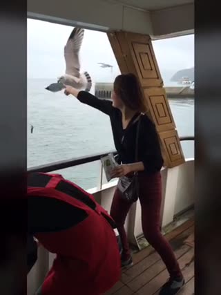 【必須】鳥羽湾めぐりとイルカ島の楽しみ方！必ず体験してほしい！！