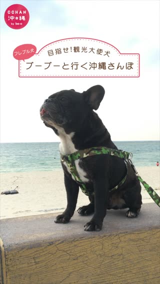 沖縄スポット情報 目指せ 観光大使犬 フレブル犬ブーブーと行く沖縄さんぽ C Channel