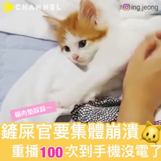 鏟屎官要集體崩潰 貓肉墊踩踩～重播100次到手機沒電了