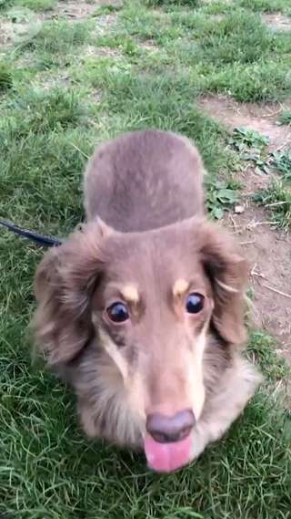 ワンちゃんをのびのび遊ばせてあげるなら、代々木公園のドッグランがおすすめ☆