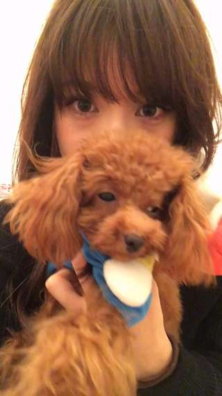 愛犬ぷりむのお洋服【サンリオのキティちゃん】