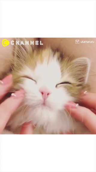 Animal Videos to De-Stress You💕🐱🐶