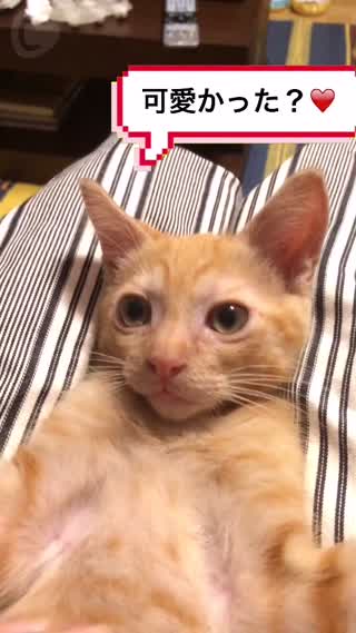 CUTEな子猫♡きな胡のこちょこちょパッ！