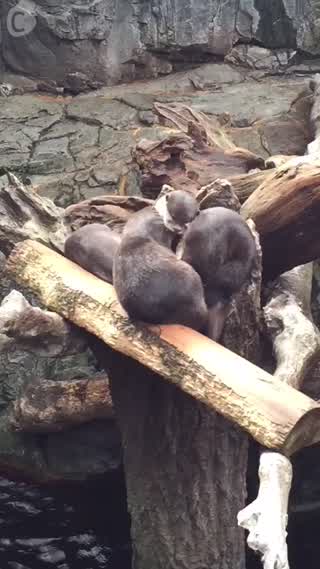 Aquarium in Osaka! Fun time!