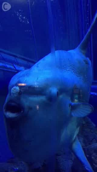 大阪にある世界最大級の水族館「海遊館」に来ました♪