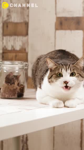 お気に入りの写真を転写♡愛猫のエサビン