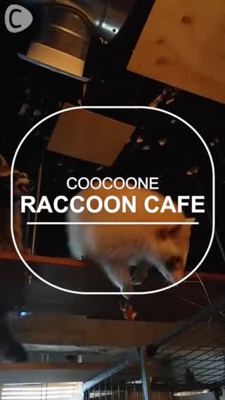 <SEOUL UPDATE> พาไปคาเฟ่แร็คคูน