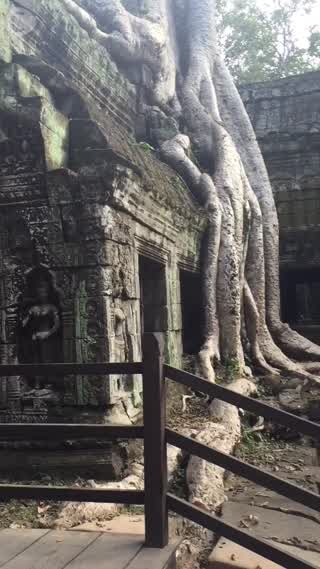 巨大な根っこが絡みつく！まるでダンジョン入り口？！カンボジア遺跡タ・プローム