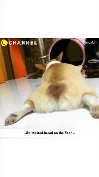 Watch and Be Happy ♡ Corgi Butt Videos