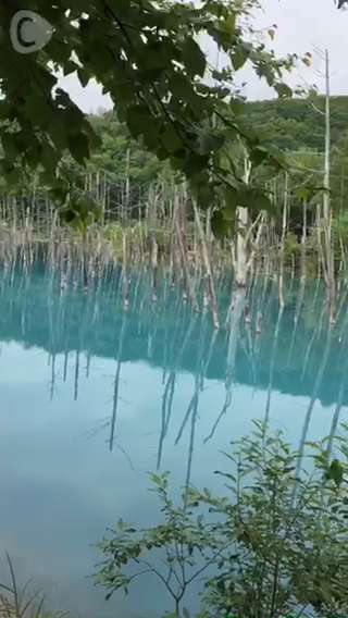 北海道女子旅記第3弾☆美瑛で息を呑む美しさ！神秘的な青い池