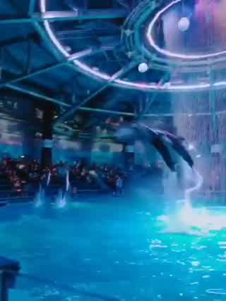 明日4月16日まで開催！アクアパーク品川〜サクラアクアリウム〜ショー桜語りは圧巻