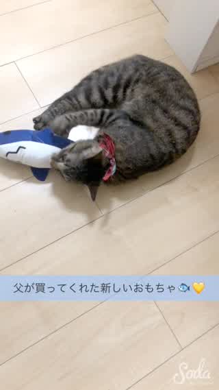 新しいおもちゃ