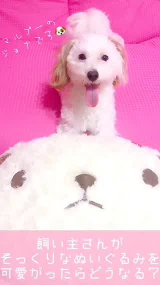 飼い主さんが間違えてぬいぐるみを可愛がったら...